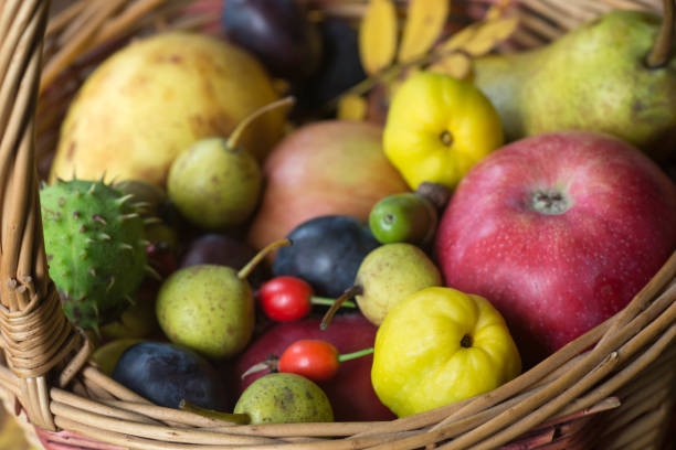 fall multicolored fruits in basket still life