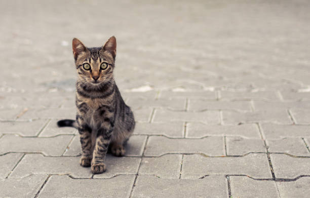 istock Brown Tabby Cat Sitting in the Street 848089168