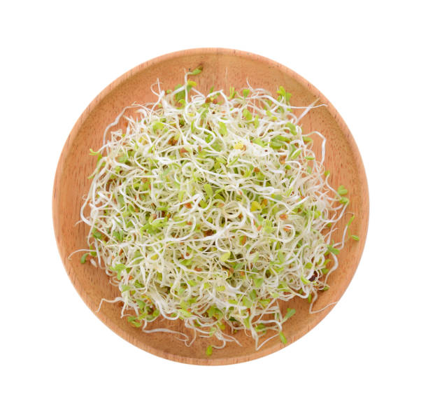 istock Alfalfa Sprout in wood plate on white background 848092870