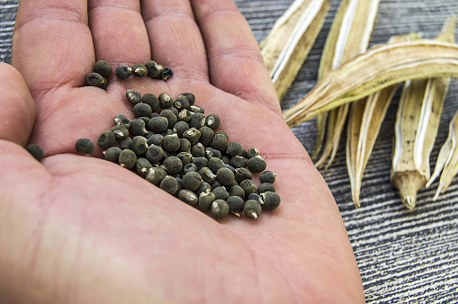 okra seeds, okra produce seed, okra seed for sowing,