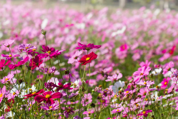 istock Cosmos flowers in the garden 848104400