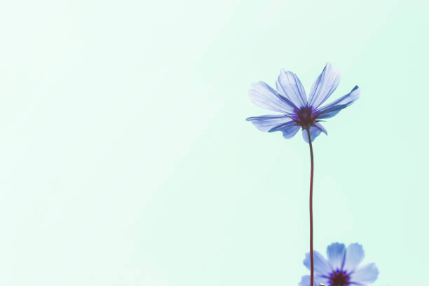 istock Cosmos flowers in the garden 848104612