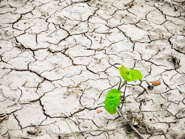 istock Green young plant on  cracked dry land. Space for text and design 848107308