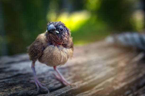 beautiful baby bird standing alone wait mother bird feeding on ground