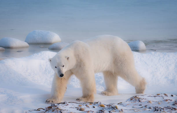 nahaufnahme eines erwachsenen männlichen eisbären gehen auf schnee neben wasser der hudson bay. churchill, kanada. - polar bear bear white close up stock-fotos und bilder
