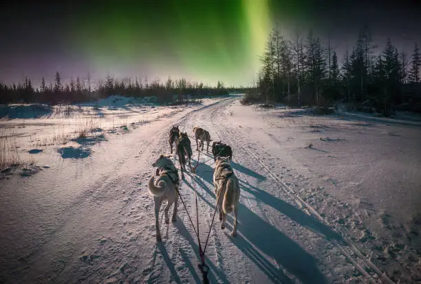 A group of husky dogs harnessed together run through snowy boreal forest. Green color aurora borealis in the background sky.