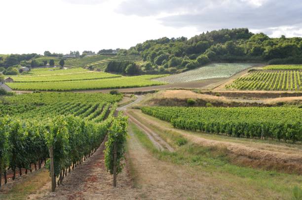 istock Vineyard in France 848115252