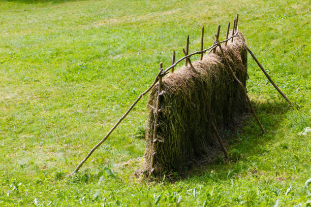 istock Drying grass hay straws on wooden fence 848115778