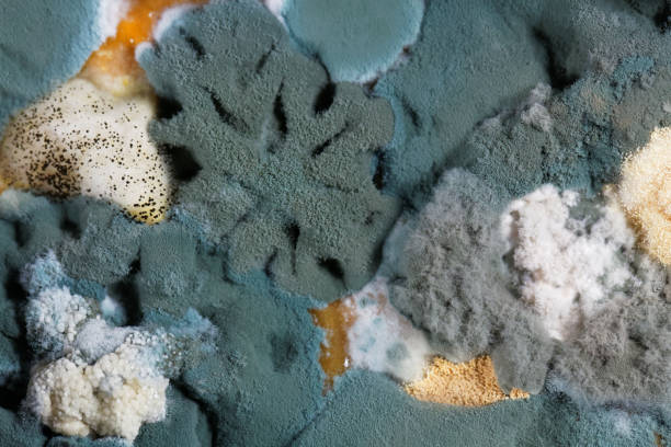 fungos de molde diferente - mildewed - fotografias e filmes do acervo