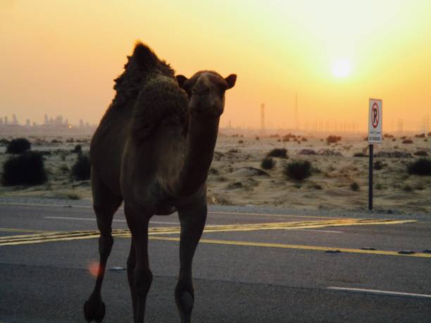 No Parking Camel stock photo