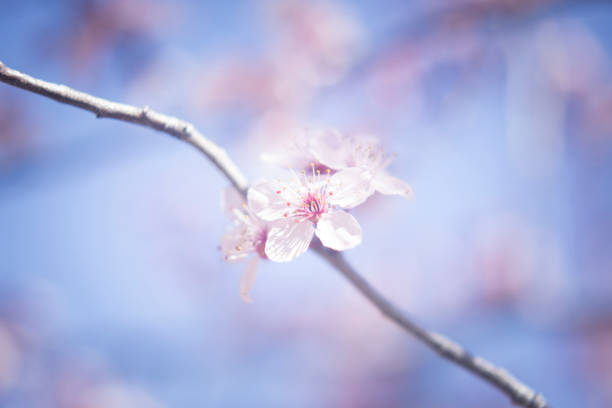 istock Cherry blossom in spring on tree branch in Japan color photo. 848123170