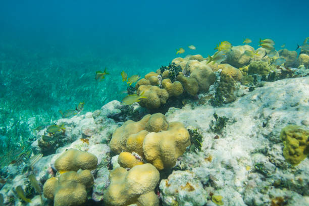 edge of the reef - sub tropical climate imagens e fotografias de stock