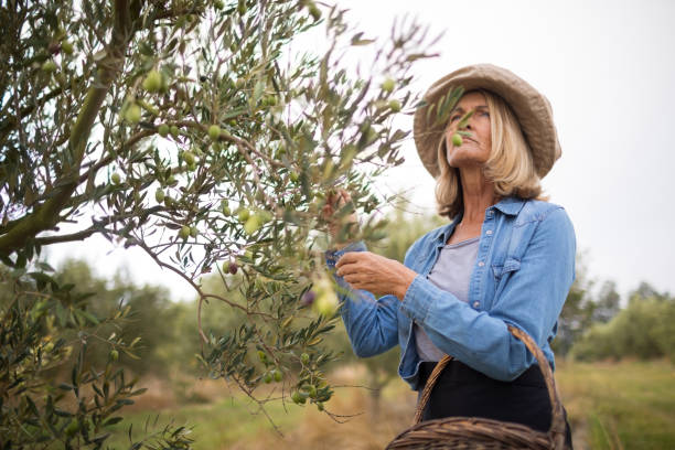 istock Thoughtful woman harvesting olives from tree 848135240