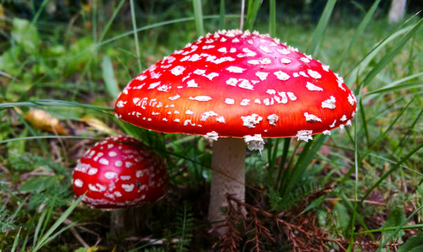 istock Two Fly agaric or fly Amanita mushrooms 848135992