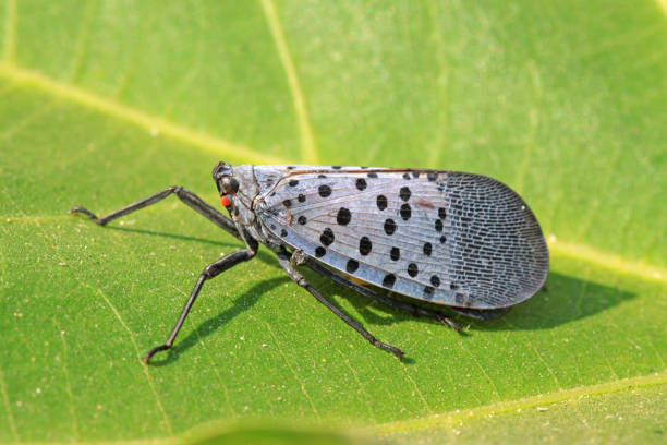 istock closeup of fulgoroidea insects on a leaf 848139420
