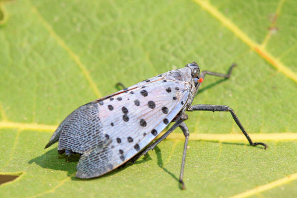 istock closeup of fulgoroidea insects on a leaf 848139450