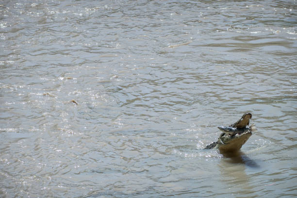 A saltwater crocodile catches a fish in Australia's Northern Territory.