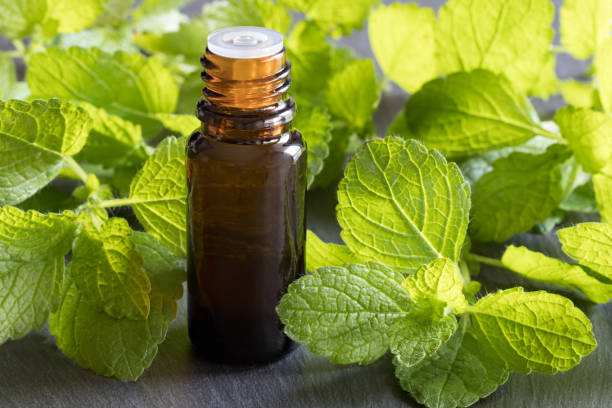 istock A bottle of melissa (lemon balm) essential oil 848146408