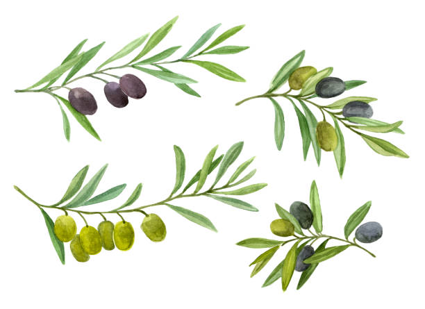Big set with green and black olive branch Olives set. Olive branch with berries. Watercolor illustration olive fruit stock illustrations