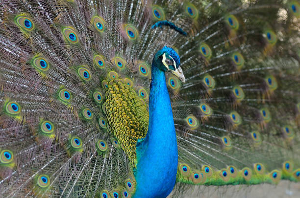 istock Portrait of beautiful peacock with feathers out 848154180