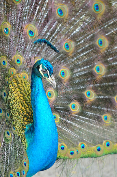 istock Portrait of beautiful peacock with feathers out 848154182