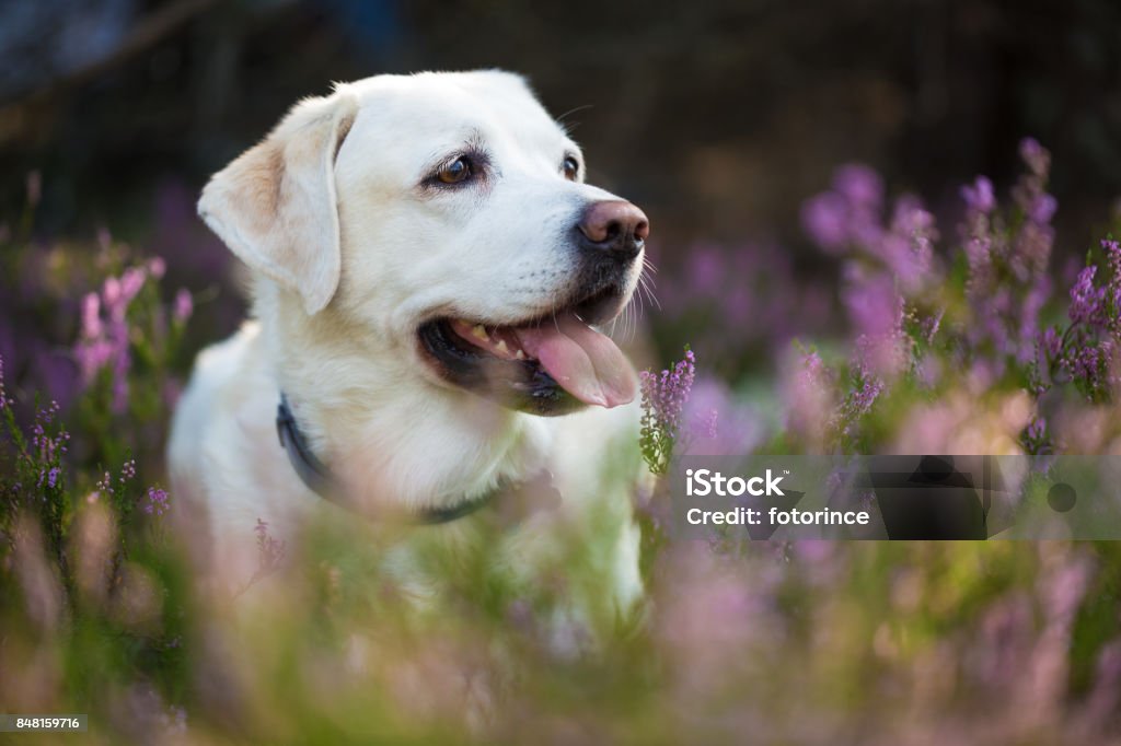 Labrador retriever dans les fleurs de bruyère - Photo de Amitié libre de droits