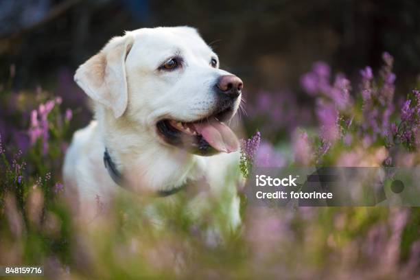 Photo libre de droit de Labrador Retriever Dans Les Fleurs De Bruyère banque d'images et plus d'images libres de droit de Amitié - Amitié, Animal femelle, Animaux de compagnie