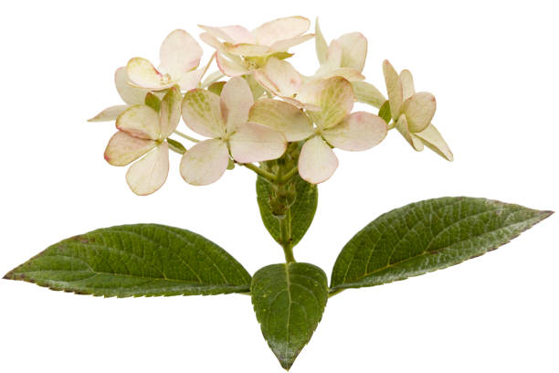 istock Inflorescence of hydrangea, lat. Hydrangea paniculata, isolated on white background 848160020