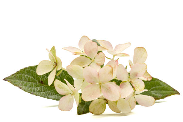 istock Inflorescence of hydrangea, lat. Hydrangea paniculata, isolated on white background 848160160
