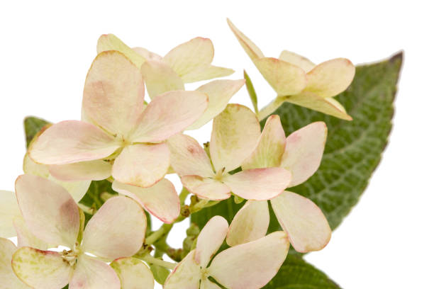 istock Inflorescence of hydrangea, lat. Hydrangea paniculata, isolated on white background 848162296
