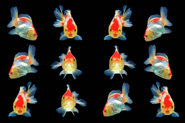 istock Goldfish isolated on black background,Clipping path 848169978