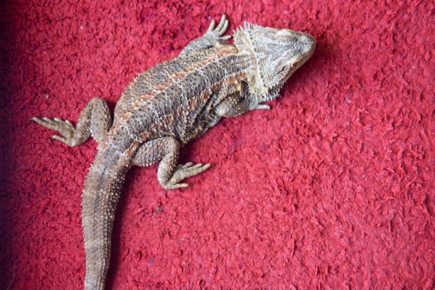istock One young bearded dragon on red background, top view 848174382