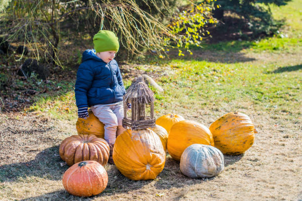 istock Little boy having fun with pumpkins on pumpkin patch on farm 848176726