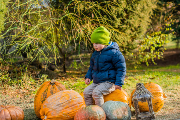 istock Little boy having fun with pumpkins on pumpkin patch on farm 848176852