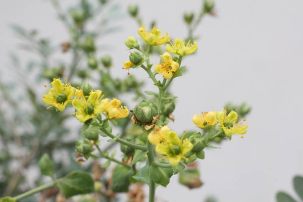 istock Ruta graveolens - common rue - arruda 848192602
