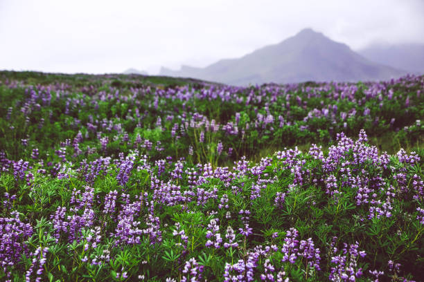 istock Field of lupines (bluebonnets) in Iceland 848195996