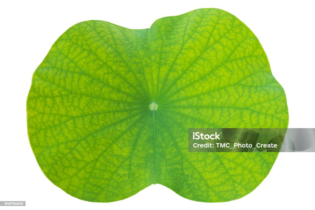 lotus leaf on isolated white in close up for background, texture Abstract Stock Photo