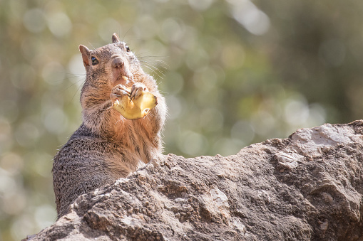 Rock Squirrel eating a banana leaf left by a hiker in the Grand Canyon, AZ