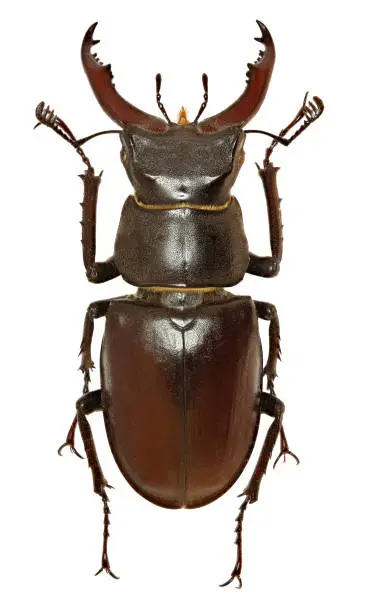 Photo of European Stag Beetle on white Background  -  Lucanus cervus (Linnaeus, 1758)