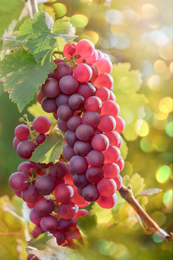 Red grapes in vineyard at sunset