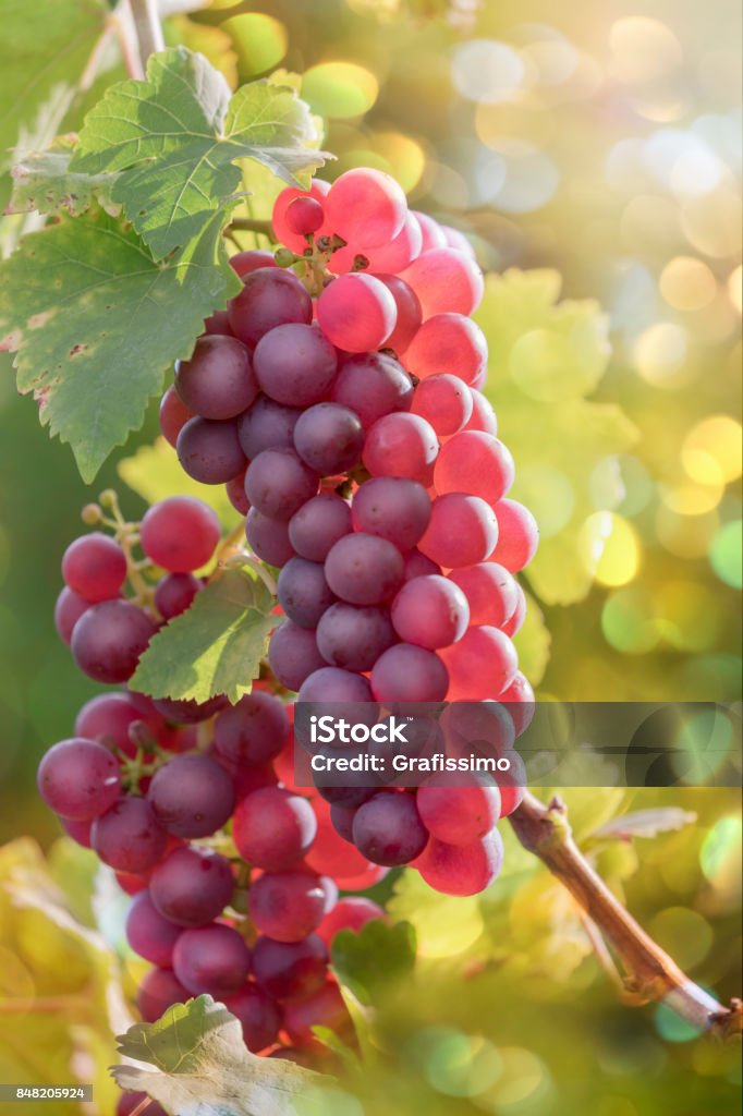 Red grapes in vineyard at sunset Grape Stock Photo