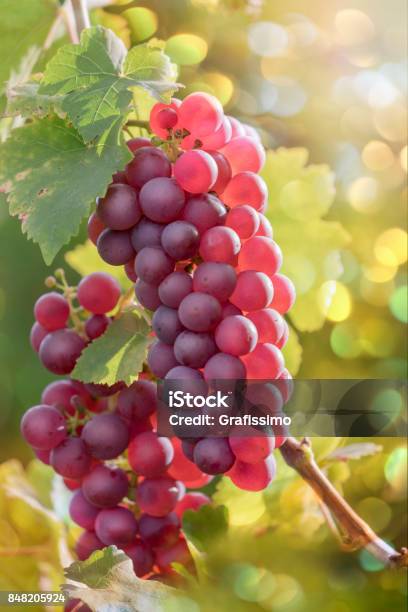 Red Grapes In Vineyard At Sunset Stock Photo - Download Image Now - Grape, Vineyard, Vine - Plant