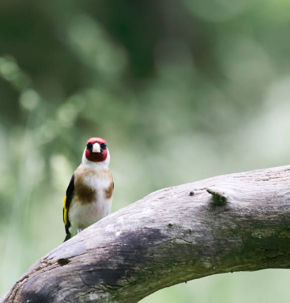 istock European Goldfinch (Carduelis carduelis) 848208954