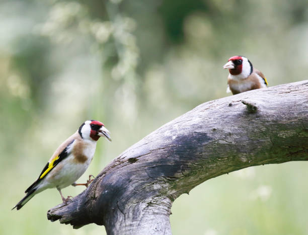 istock European Goldfinch (Carduelis carduelis) 848209222