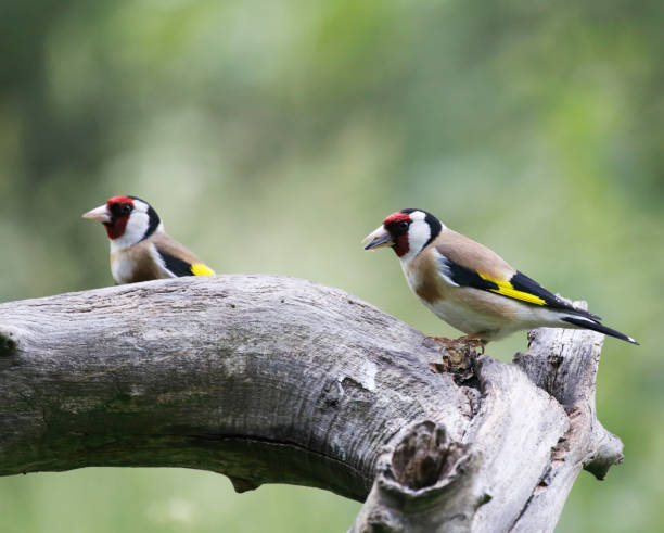 istock European Goldfinch (Carduelis carduelis) 848209286