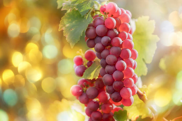 istock Red grapes in vineyard at sunset 848209480