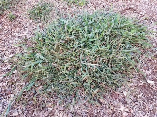 istock large invasive grass weed in wood chips 848209880