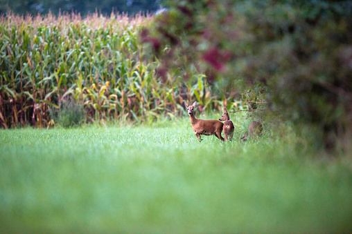 Alert roe deer mother with two calfs at edge of bushes.