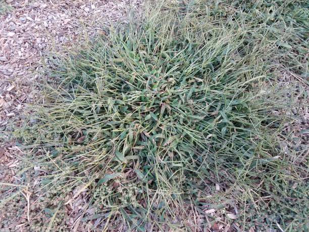 istock large invasive grass weed in wood chips 848209964