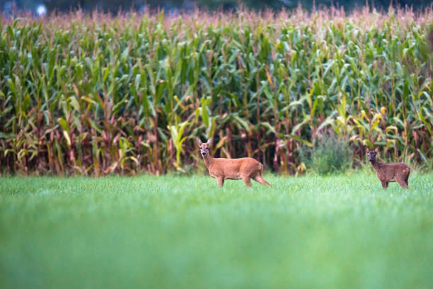 istock Mother roe deer with calf in meadow near corn field. 848209988